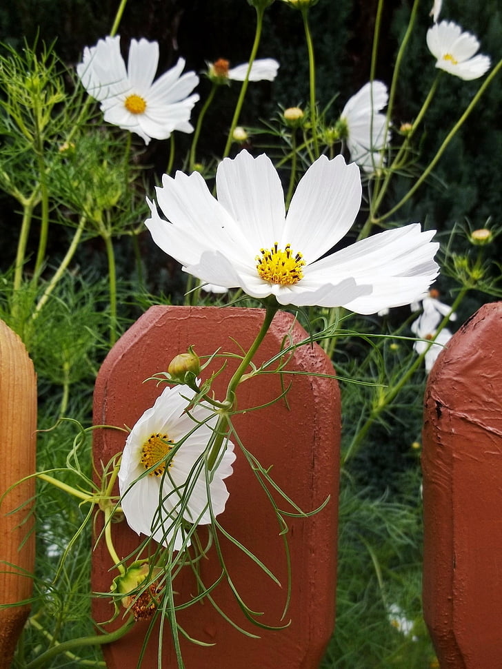 blommor, vit, staket, Anläggningen, naturen, sommar