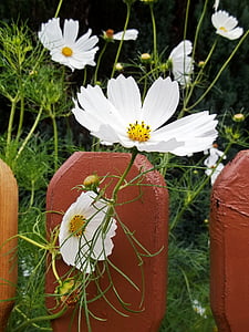 花, 白色, 栅栏, 植物, 自然, 夏季