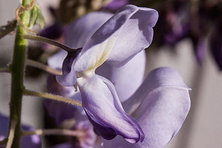 蓝色雨, 紫藤, wisterien, glycinen, ticular, 花, 宏观