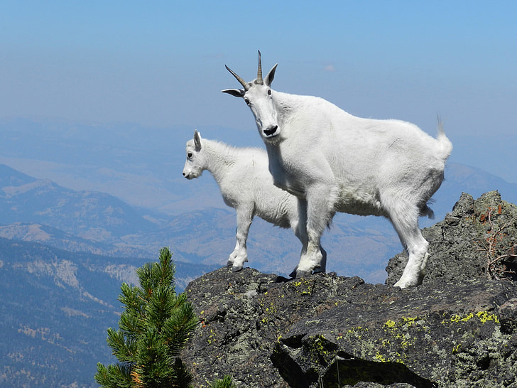 mountain goats, peak, looking, wildlife, landscape, portrait, nature