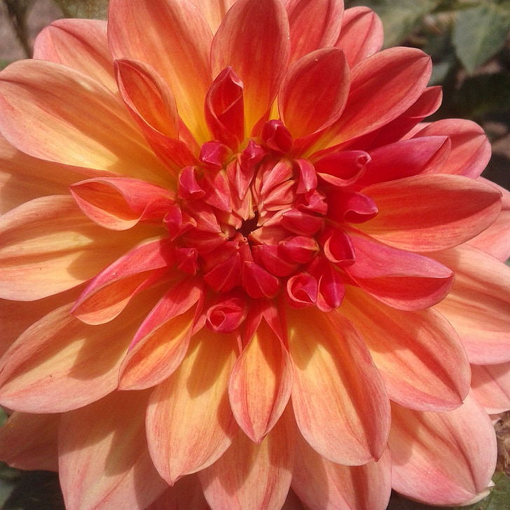 Dahlia, orange, blomst