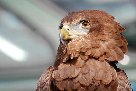 Eagle, Raptor, uccello della preda, Predator, falconeria, Close-up, occhi