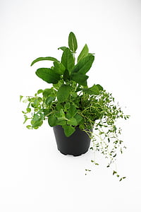 herbs, oregano, thyme, sage, leaf, green Color, plant