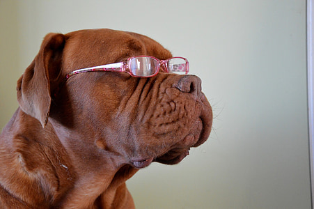 chien, Portrait, animal de compagnie, mode, lunettes, mignon, canine