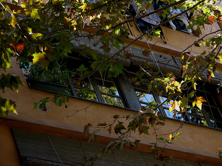 finestra, riflessione, rami, foglie, Tan-colorato, Girona, Spagna