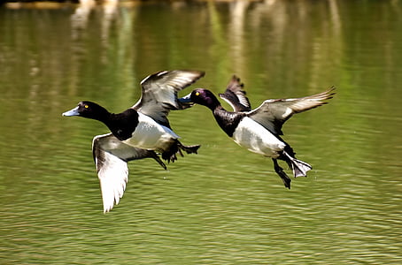 tufted duck, ducks, play, action, cute, funny, water