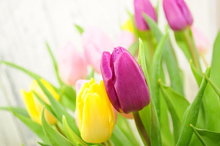 tulipány, kvety, žltá, jar, rezané kvety, kvet, sviežosť