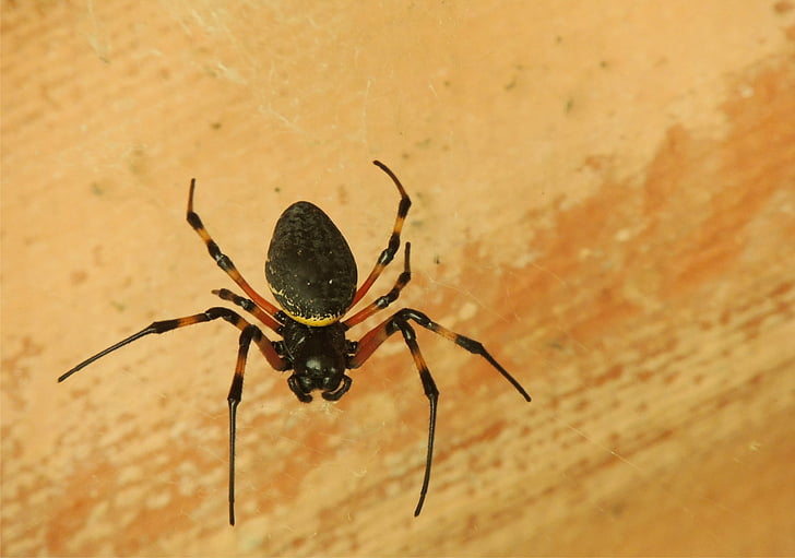 αράχνη, Web, αραχνοειδές έντομο
