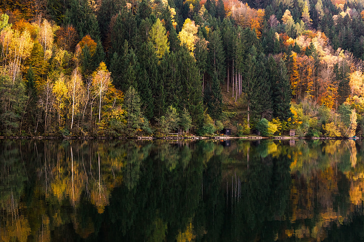 foresta, paesaggio della foresta, albero, natura, paesaggio, autunno, colori d'autunno