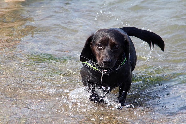 cão, híbrido, preto, água, mar, Mar Báltico, praia