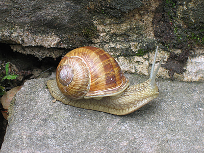 snail, away, shell, stone