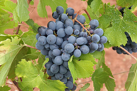 grapes, black, fruit, vineyard, agriculture, ripe, grapevine