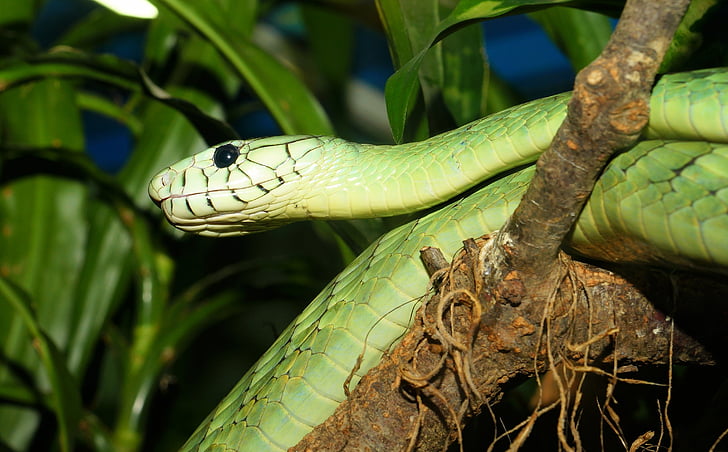 slang, Groene mamba, gevaarlijke, schaal, schepsel, reptielen, groen
