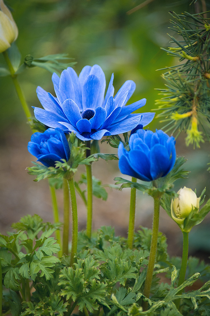anémonas, flores, azul, flores de color azul, jardín, en el jardín, flores del jardín