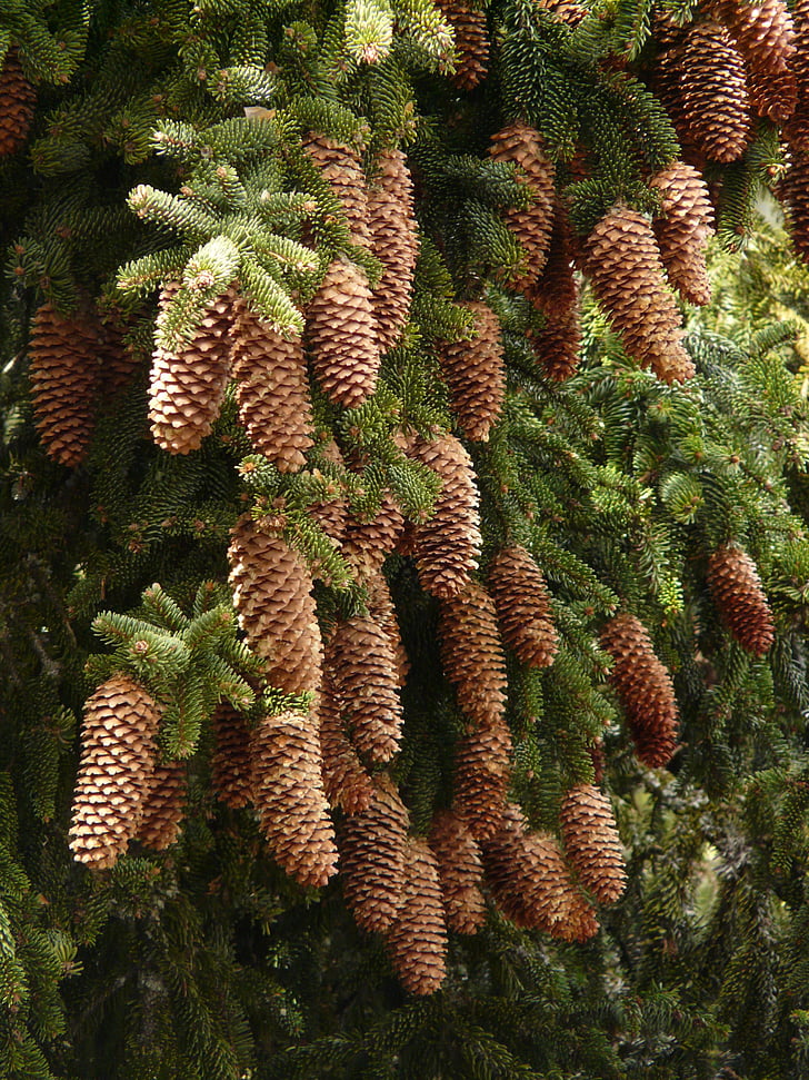 pine cones, tap, tree, conifer, common spruce, picea abies, red spruce