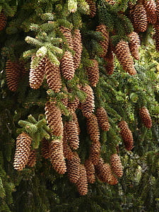 pine cones, tap, tree, conifer, common spruce, picea abies, red spruce