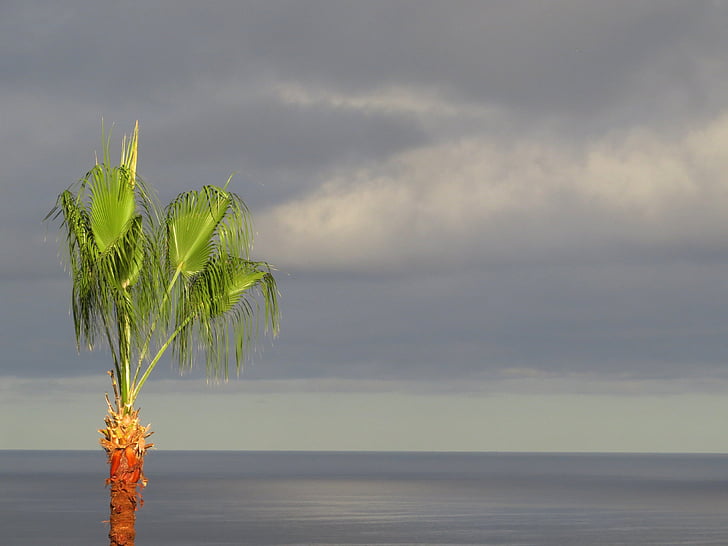 natureza, praia, las palmas de gran, Canaria