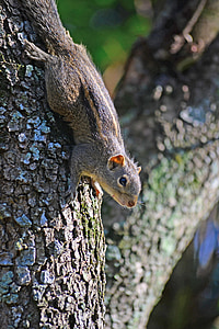 esquilo, bonito, animal, natureza, selvagem, mawanella, Sri lanka