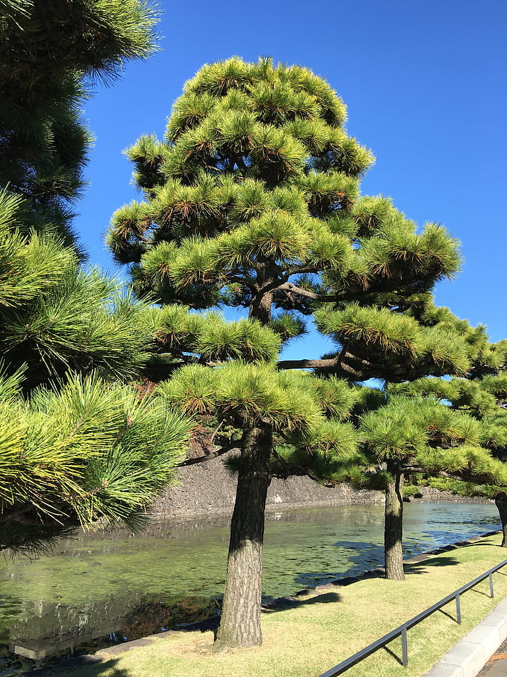 arbres, paysage, Japon