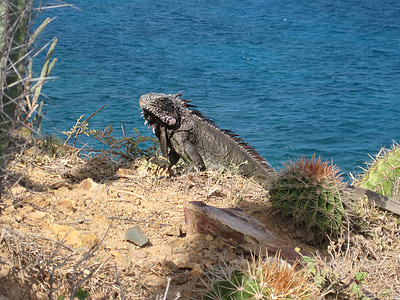 iguana, Dragon, soparla, şopârlă gigant, Insulele Virgine Britanice, animale, reptilă