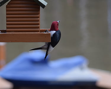 redheaded woodpecker, woodpecker, bird feeder, feeder, seeds, bird, ornithology