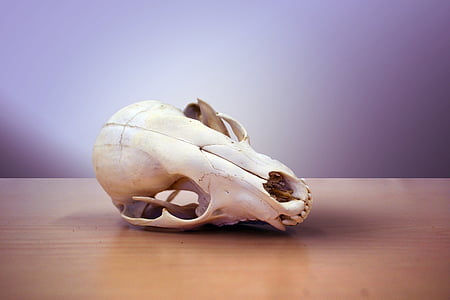 skull, death, raccoon, dry, cone, skeleton, dead