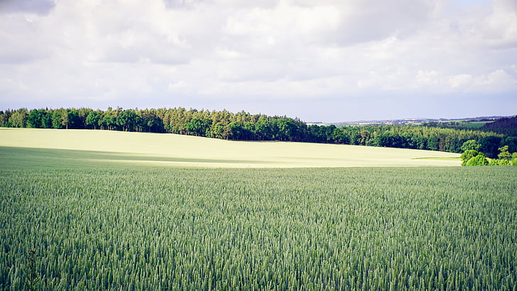 zelená, pole, Délka dne, mrak, tráva, strom, Německo