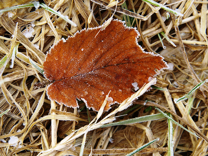 Leaf, hnedá, mráz, listy, padlých, suché