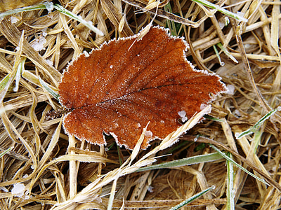 hoja, marrón, Frost, hojas, caído, seco