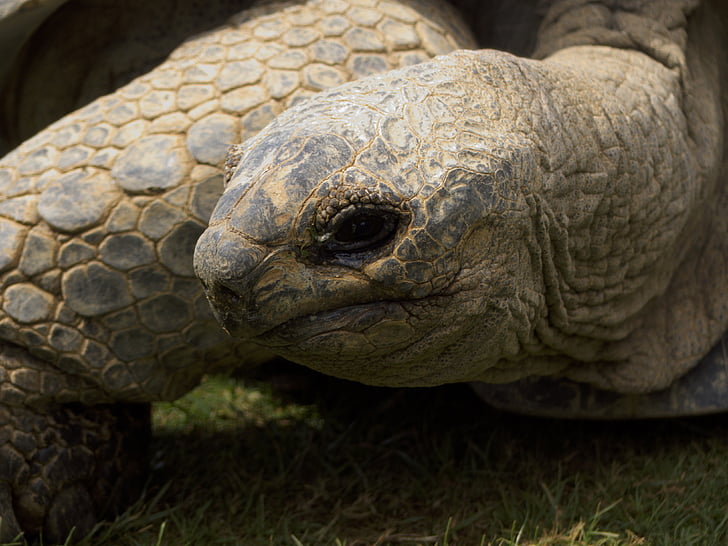 giant tortoise, tortoise, wildlife, endangered, herbivore, slow, old