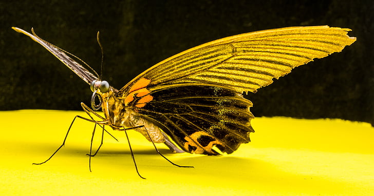 butterfly, insect, nature, butterfly - Insect, animal, animal Wing, yellow