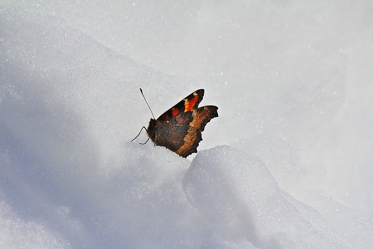 sommerfugl, snø, Vinter, natur, kalde, zing