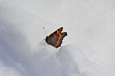 butterfly, snow, winter, nature, cold, zing