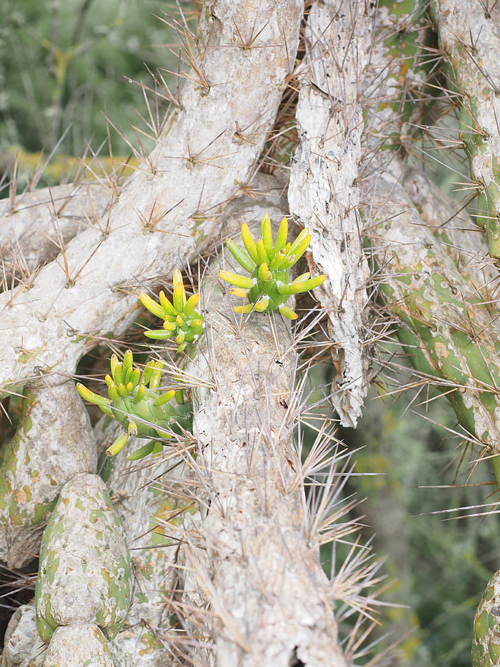 kaktusz, Opuntia, motor, foliation, zöld, austrocylindropuntia subulata, subulata oldalhajtás képződik