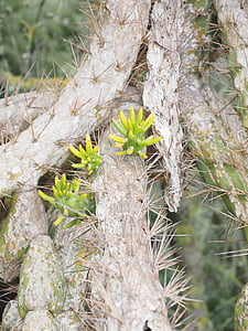 Cactus, Opuntia, motor, foliere, verde, austrocylindropuntia subulata, pereskia subulata