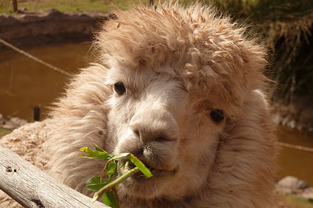 Alpaca, Renaixement de Lama, animal, peluts, suau i esponjosa, responsable, cabell