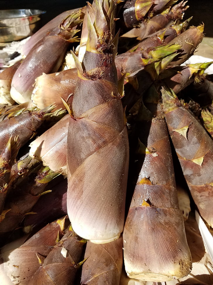 NC bamboo shoot, jedlé, vegetariánské, Kuchyně, kořenový adresář