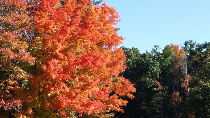 fall, tree, orange, outdoor, autumn, colorful, natural