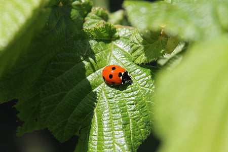 ladybug, insect, nature, plant, green, flowers, garden