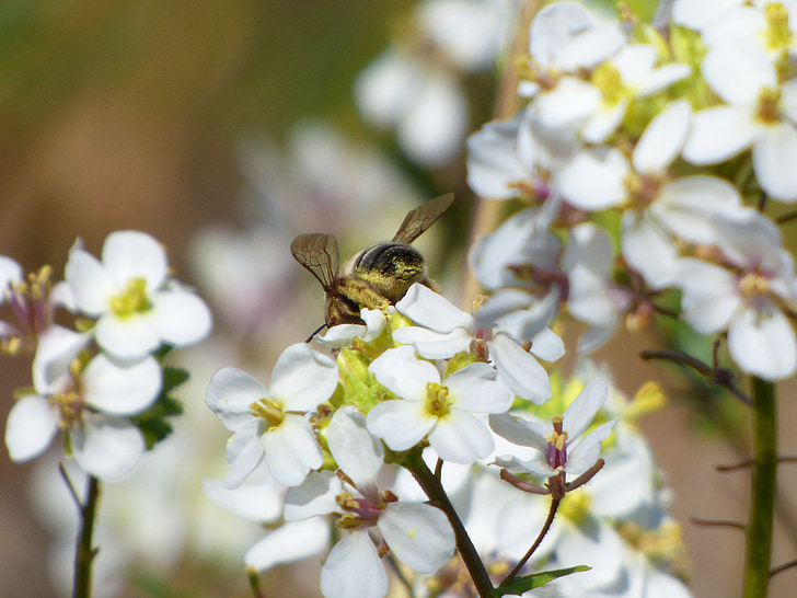 blomst, Bee, Libar, pollen, ravenissa, jaramago