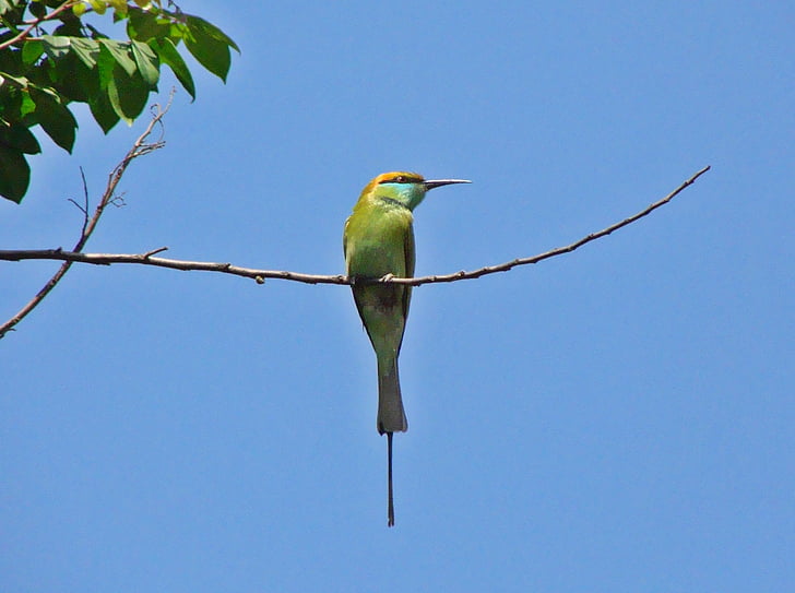malé zelené bee-eater, Indie, pták, Fly, křídla, peří, volně žijící zvířata