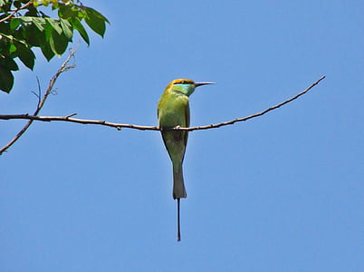 Abellerol verd petit, l'Índia, ocell, volar, ales, ploma, vida silvestre