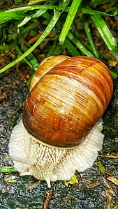 snail, shell, slimy, nature, animal, animal world, probe