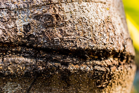 pohon, log, kulit, latar belakang, alam, Close-up