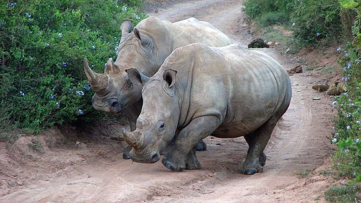 fem stora, Rhino, Reserve, naturen parkerar, farliga, vilda djur, Afrika