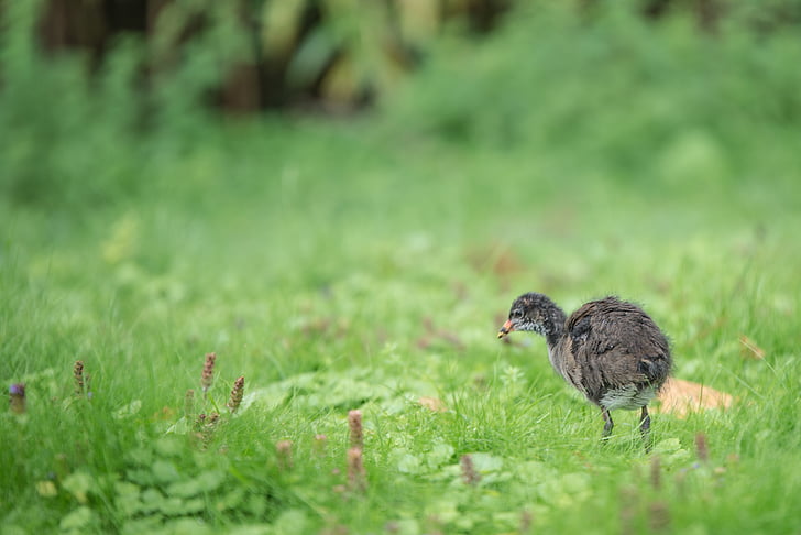 duck, chicken, young animal, wildlife photography, water bird, plumage, young