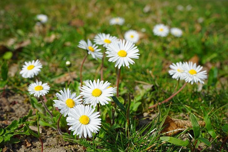 Daisy, blomma, Blossom, Bloom, vit, Bellis filosofi, fleråriga daisy