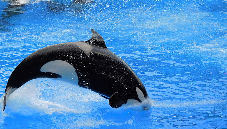 orca, killer whale, show, orca jump, splash, wild, animal