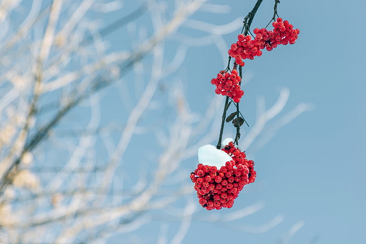 Rowan, chi nhánh, mùa đông, tuyết, Thiên nhiên, cụm, màu đỏ