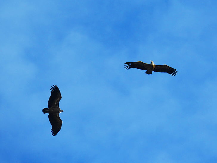 Vultures, langit, terbang, Priorat, Montsant, burung, terbang